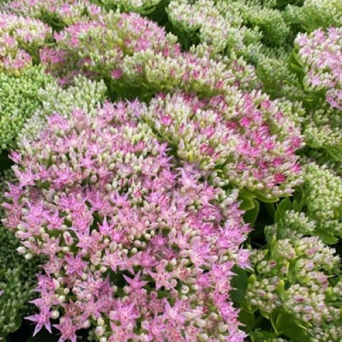 Sedum Pride&Joy de vânzare. Preț bun ❤️ FloraPris Sedum Pride&Joy de vânzare. Preț bun ❤️ FloraPris