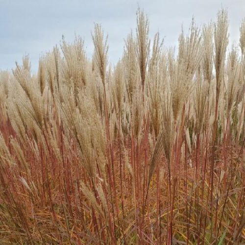 Miscanthus Red Zenith de vanzare la ghiveci ❤️ FloraPris (2)