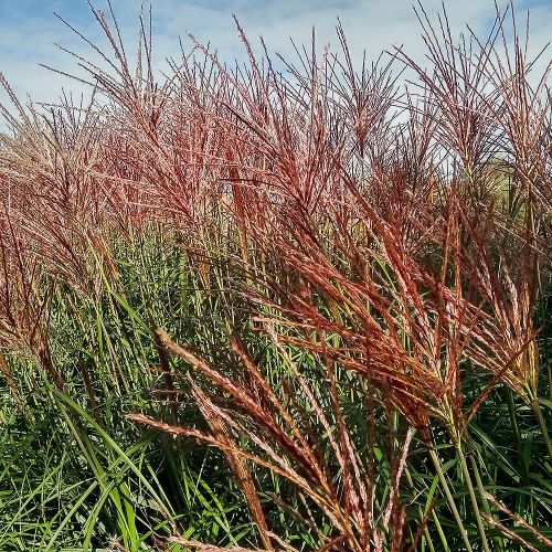 Miscanthus Red Zenith la ghiveci, pret bun ❤️ FloraPris