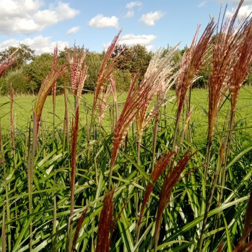 Miscanthus-sinensis-RED-ZENITH-Robnith-1-600x600 Miscanthus-sinensis-RED-ZENITH-Robnith-1-600x600