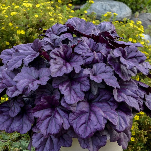 Heuchera Wildberry de vânzare la ghiveci, preț bun ❤️ FloraPris