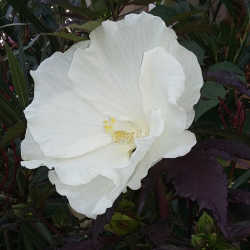 Hibiscus Carousel Ghost de vanzare la ghiveci, preț bun ❤️ FloraPris