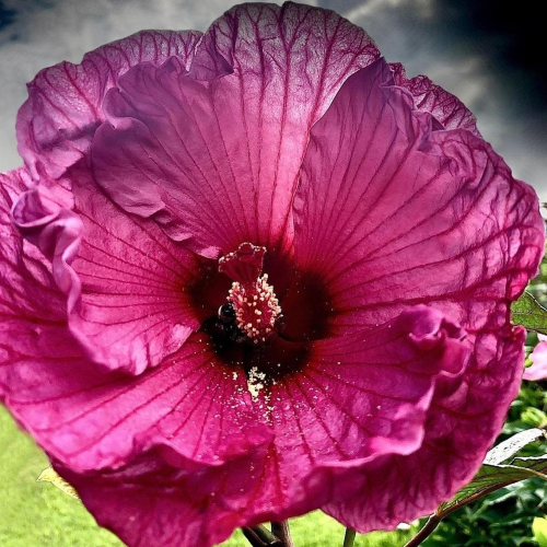 Hibiscus moscheutos Plum Crazy de vanzare la ghiveci, preț bun ❤️ FloraPris