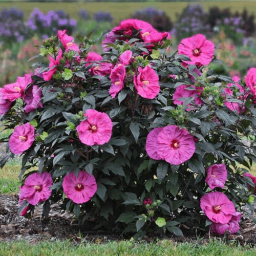 Hibiscus moscheutos Plum Crazy de vanzare, preț bun ❤️ FloraPris
