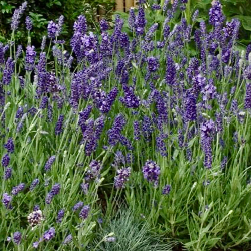 Lavandula Angustifolia Elegance de vânzare la ghiveci ❤️ FloraPris