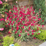 Lychnis Gardeners World la ghiveci cu preț bun ❤️ FloraPris