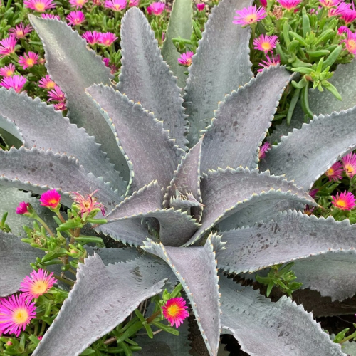 Mangave Silver Fox de vânzare la ghiveci ❤️ FloraPris