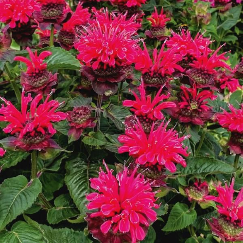 Monarda Bee Happy la ghiveci, pret bun ❤️ FloraPris