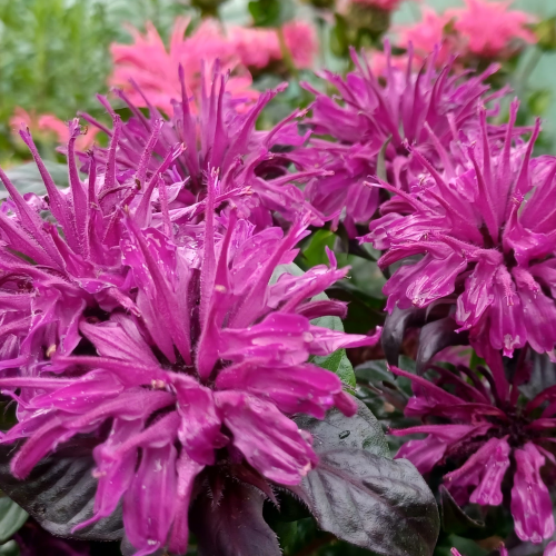 Monarda Grape Gumball de vanzare la ghiveci, pret bun ❤️ FloraPris