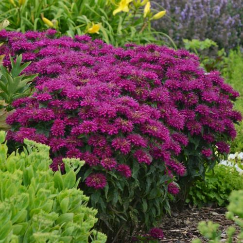 Monarda Grape Gumball la ghiveci, pret bun ❤️ FloraPris