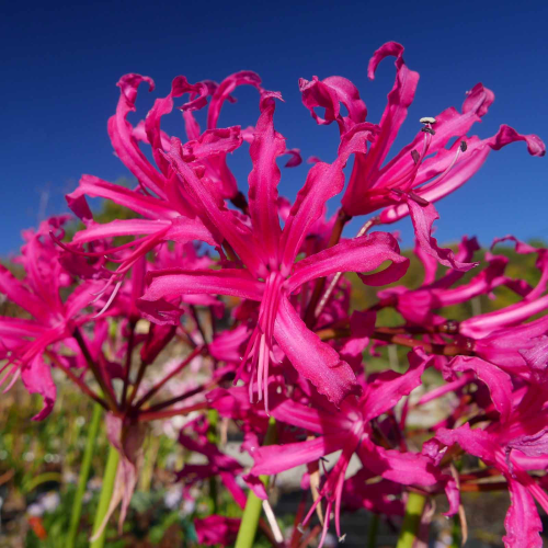 Nerine Mister Nick la ghiveci, preț bun ❤️ FloraPris