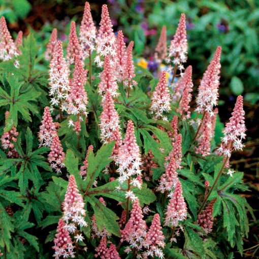 Tiarella Pink Skyrocket la ghiveci, preț bun ❤️ FloraPris