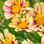 Coreopsis Sunset Burst Solanna de vânzare la ghiveci ❤️ FloraPris