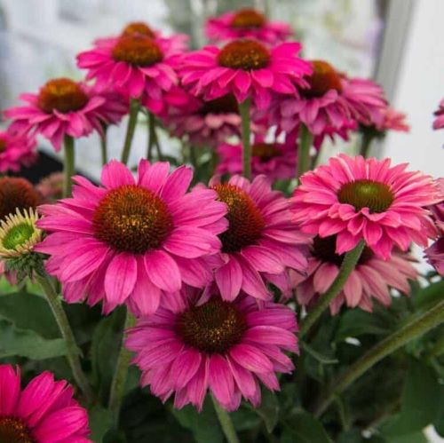 Echinacea Magenta de vânzare la ghiveci preț bun ❤️ FloraPris