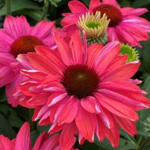 Echinacea Magenta de vânzare la ghiveci ❤️ FloraPris
