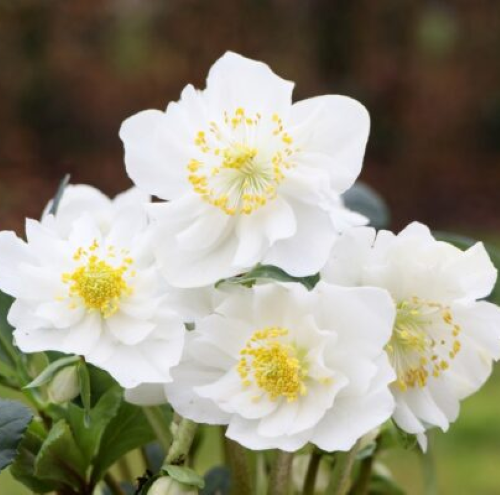 Helleborus George de vânzare la ghiveci. Veșnic verde ❤️ FloraPris