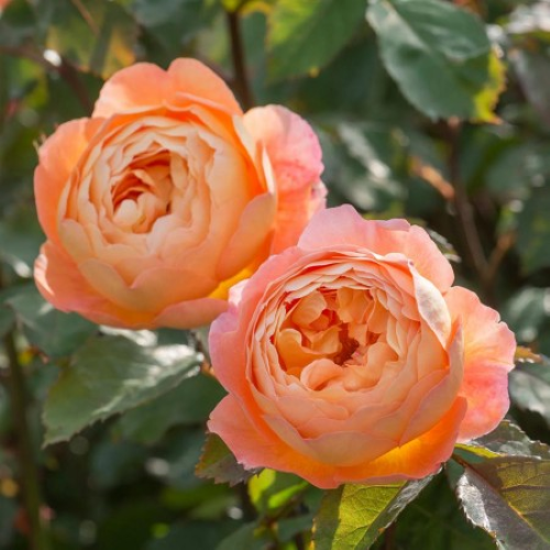 Trandafir floribunda Lady of Shalott la ghiveci 6l ❤️ FloraPris