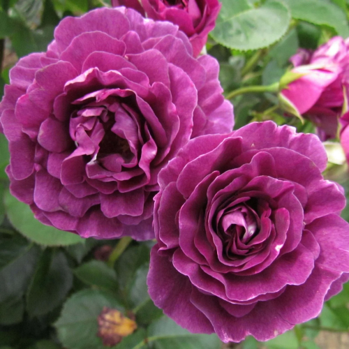 Trandafir floribunda Rosa Minerva la ghiveci 6l. Preț bun ❤️ FloraPris