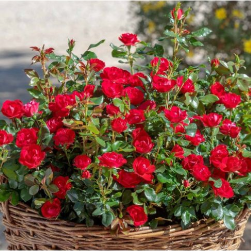 Trandafir pitic Rosa Zepetti la ghiveci 6l pret bun ❤️ FloraPris