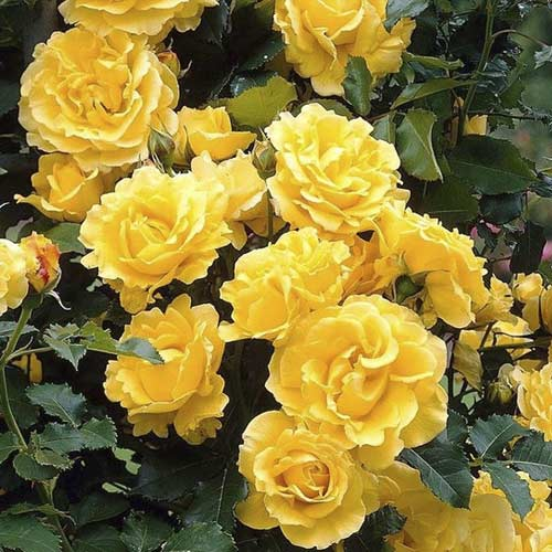 Trandafir urcător Golden Pareo la ghiveci 6l. Remontant ❤️ FloraPris
