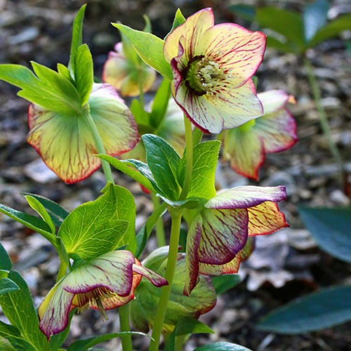 Helleborus Anja Odoulf la ghiveci, preț bun. Veșnic verde ❤️ FloraPris