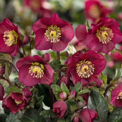 Helleborus Bennotta la ghiveci, preț bun. Veșnic verde ❤️ FloraPris