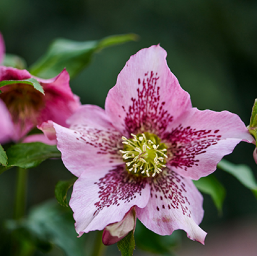 Helleborus Celestina de vânzare, preț bun. Veșnic verde ❤️ FloraPris