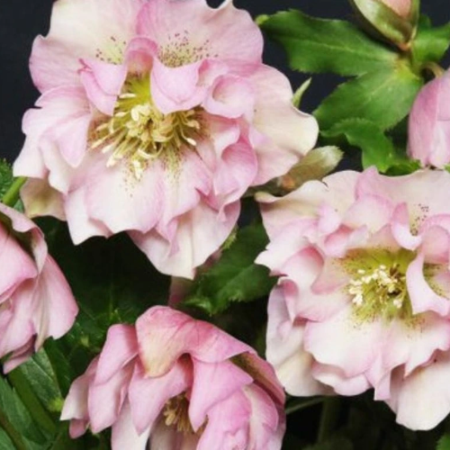 Helleborus Frilly Kitty la ghiveci, preț bun. Vesnic verde ❤️ FloraPris