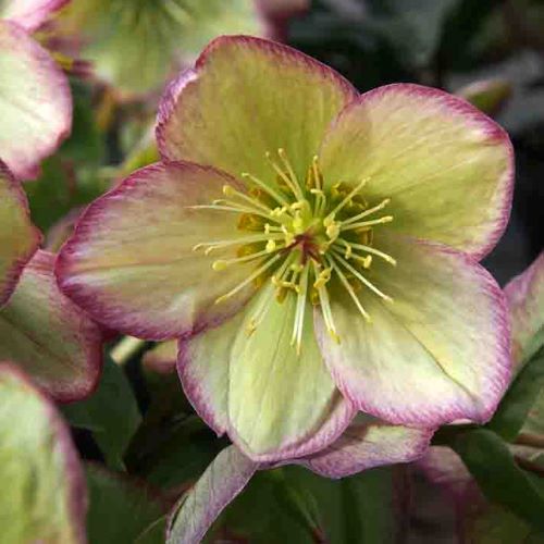 Helleborus Frosted Roses de vanzare la ghiveci, preț bun ❤️ FloraPris