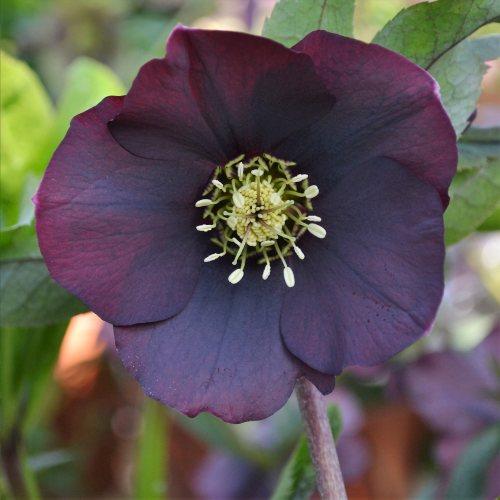 Helleborus Halina la ghiveci, preț bun. Veșnic verde ❤️ FloraPris