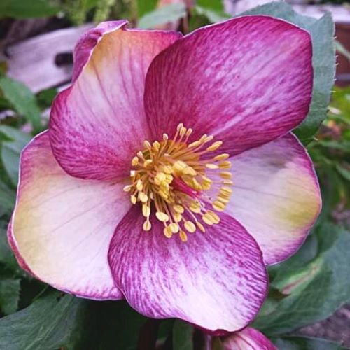 Helleborus Rosado de vanzare la ghiveci cu preț bun ❤️ FloraPris