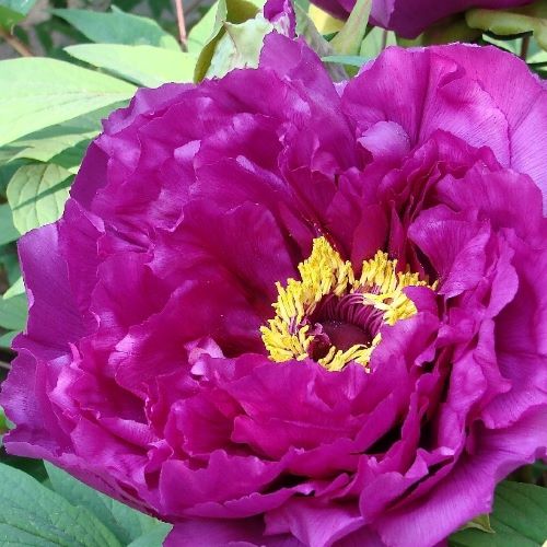 Bujori arbustivi puple la ghiveci ❤️ FloraPris