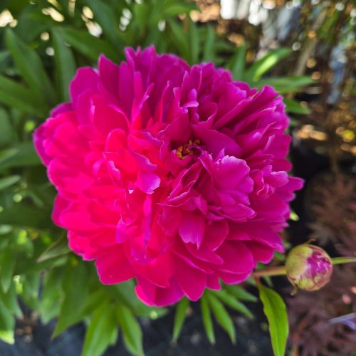 Paeonia Charming Magenta Cinderella de vanzare la ghiveci ❤️ FloraPris