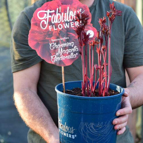 Paeonia Charming Magenta Cinderella de vanzare la ghiveci ❤️ FloraPris Paeonia Charming Magenta Cinderella de vanzare la ghiveci ❤️ FloraPris