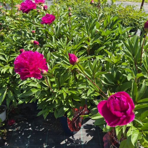 Paeonia Charming Magenta Cinderella in ghiveci de 7l ❤️ FloraPris Paeonia Charming Magenta Cinderella in ghiveci de 7l ❤️ FloraPris