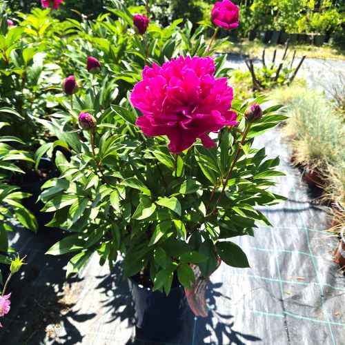 Paeonia Charming Magenta Cinderella la ghiveci ❤️ FloraPris