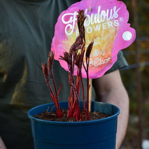 Paeonia Enchanting Pink Elsa la ghiveci de 7l, pret bun ❤️ FloraPris Paeonia Enchanting Pink Elsa la ghiveci de 7l, pret bun ❤️ FloraPris