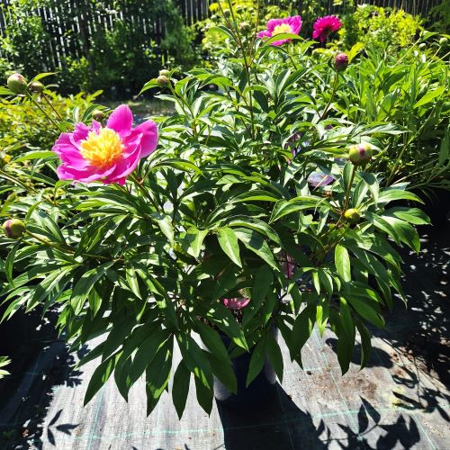 Paeonia Enchanting Pink Elsa la ghiveci, pret bun ❤️ FloraPris. Paeonia Enchanting Pink Elsa la ghiveci, pret bun ❤️ FloraPris.