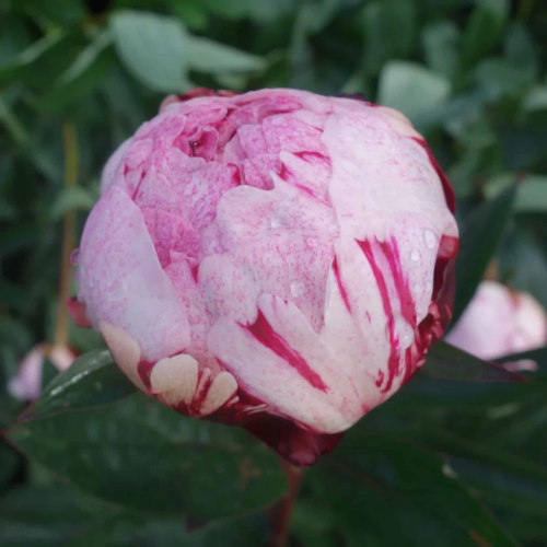 Bujor Sarah Bernhardt Unique la ghiveci cu preț bun ❤️ FloraPris