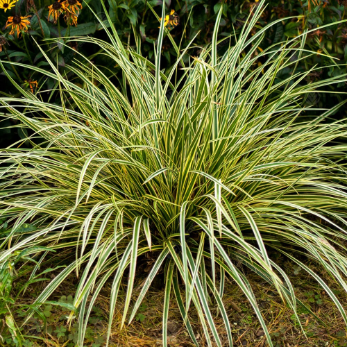 Carex Maxigold Oshimensis de vânzare la ghiveci pret bun ❤️ FloraPris