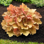 Heuchera Mega Caramel la ghiveci, preț bun ❤️ FloraPris