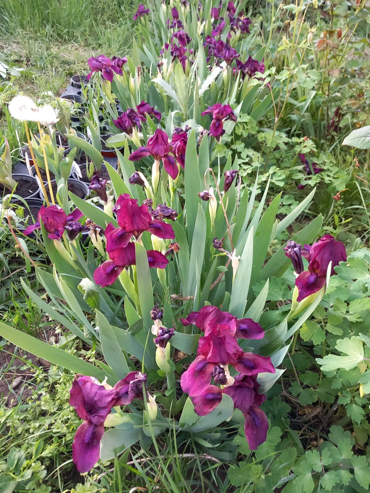 Iris Germanica Mix de vânzare la ghiveci cu preț bun ❤️ FloraPris