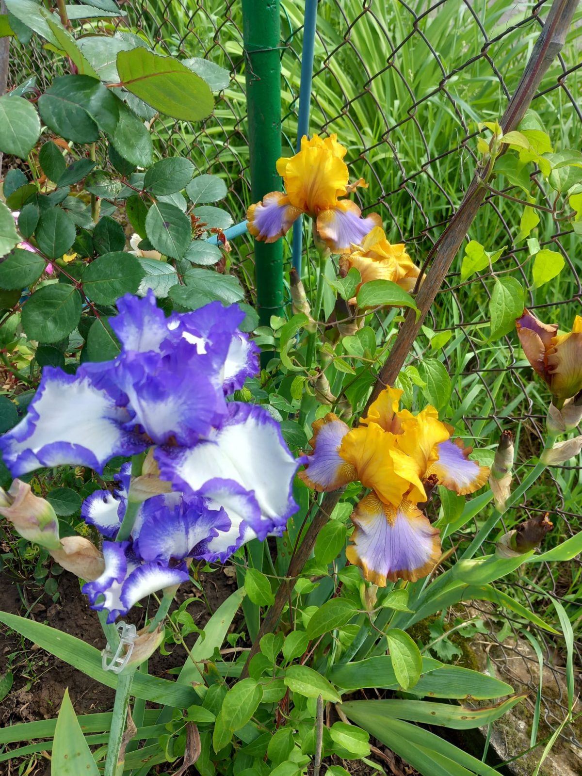 Iris Germanica Mix de vânzare la ghiveci preț mic❤️ FloraPris