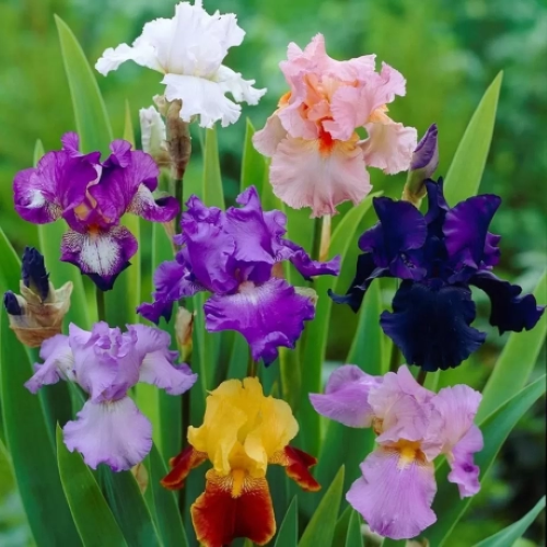 Iris Germanica Mix la ghiveci preț bun ❤️ FloraPris