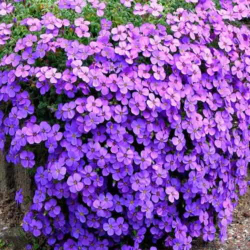 Phlox Purple Beauty de vânzare la ghiveci pret bun ❤️ FloraPris