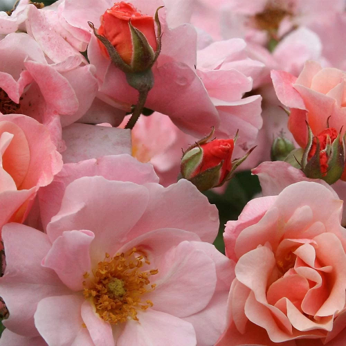Trandafir urcător Rosa Clair Matin Pink la ghiveci 6l ❤️ FloraPris