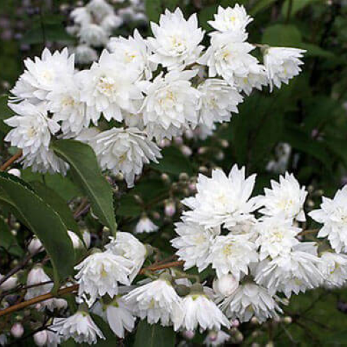 Deutzia de vânzare la ghiveci de 3 l,preț bun ❤️ FloraPris