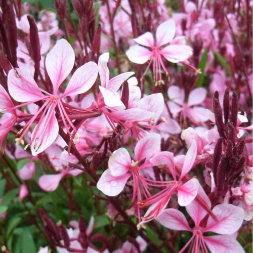 Gaura Cherry Brandy de la ghiveci, preț bun ❤️ FloraPris