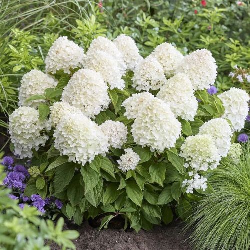Hortensia paniculata Sugar Rush de vanzare la ghiveci 10l. Preț avantajos ❤️ FloraPris Hortensia paniculata Sugar Rush de vanzare la ghiveci 10l. Preț avantajos ❤️ FloraPris