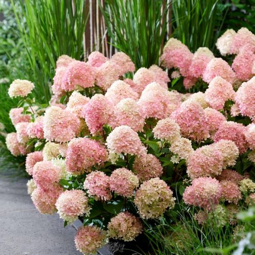 Hortensia paniculata Sugar Rush de vanzare la ghiveci 10l. Preț mic ❤️ FloraPris